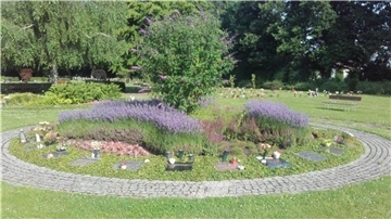 Das Gartenbauamt setzt die beliebte und anspruchslose lila Pflanze gerne auf den Bremerhavener Friedhöfen ein.