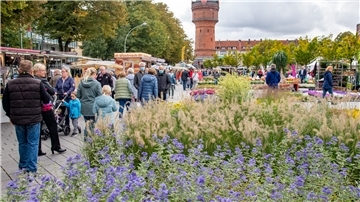 Eine Fülle leuchtender Herbstblumen auf dem Konrad-Adenauer-Platz in Bremerhaven-Geestemünde. Das Geestemünder Herbstfest ködert nach der Corona-Pause wieder bis zu 20.000 Menschen zum entspannten Bummeln und Einkaufen.