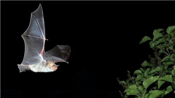 Das Große Mausohr ist nicht nur eine streng geschützte Art, sondern auch unsere größte heimische Fledermaus. Foto: NABU/ Otto Schäfer