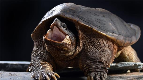 Das Hochwasser der vergangenen Wochen hat in Bayern zwei exotische Schnappschildkröten angeschwemmt. Die Tiere wurden in einer Auffangstation für Reptilien in München untergebracht.