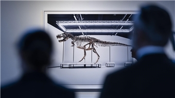 Das in Zürich versteigerte T. rex-Skelett soll in Antwerpen ausgestellt werden.