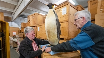 Das Inventar des Nordsee-Museums wie dieser Kaiser-Pinguin wird in einer Lagerhalle aufbewahrt. Wolfgang Timm und seine Frau Elke zeigen es uns.