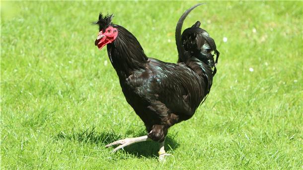 Das ist der stimmgewaltige Hahn Elvis - Chef der Sandschak-Kräher in Eckwarder Altendeich: Sein Krähen ist recht ungewöhnlich.