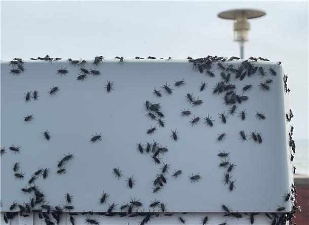 Das ist ein Foto des Parkscheinautomaten am Preußeneck. Die Insekten, mutmaßlich Haarmücken, scheinen am liebsten auf hellen Oberflächen zu sitzen.