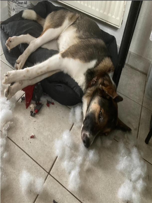 Das ist Karma aus Schiffdorf. Sie liebt es, Nähte aufzuknabbern und die Füllung ...