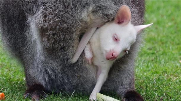 Erneut schneeweißer Känguru-Nachwuchs in Marlow Das Kängurubaby Abigail im Beutel der Mutter im Vogelpark Marlow.