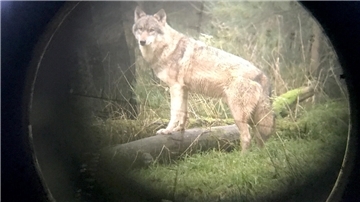 Das Land Niedersachsen hat eine Ausnahmegenehmigung für den Abschuss eines Wolfs im Landkreis Cuxhaven erteilt.