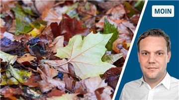 Das Laub kommt zum Kompostplatz - da gehört zur Herbstzeit dazu. 