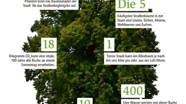 Das leisten Straßenbäume.  
