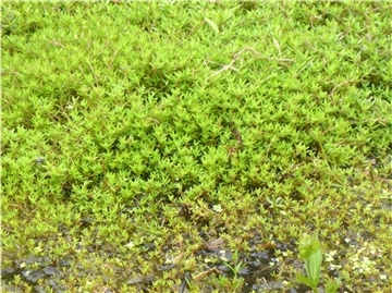 Nadelkraut, lateinisch Crassula helmsii