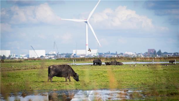 Rinder grasen auf einer feuchten Weide auf der Luneplate. Im Hintergrund sind Industrieanlagen und ein Windrad zu sehen. Das Naturschutzgebiet Luneplate bietet eine vielfältige Tier- und Pflanzenwelt.