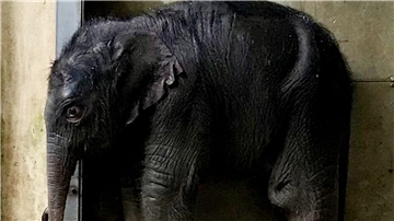 Das neu geborene Elefantenbaby im Zoo Leipzig.