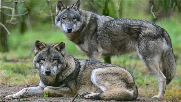 Das Niedersächsische Umweltministerium geht davon aus, dass sich über kurz oder lang auch in der Wesermarsch ein festes Wolfsrudel ansiedeln wird.