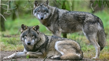 Das Niedersächsische Umweltministerium geht davon aus, dass sich über kurz oder lang auch in der Wesermarsch ein festes Wolfsrudel ansiedeln wird.