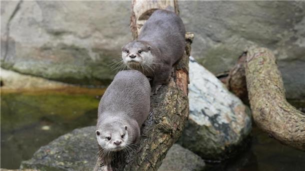 Die beiden Zwergotter im Zoo am Meer in Bremerhaven erkunden ihr Gehege.