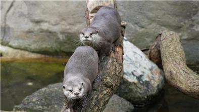 Die beiden Zwergotter im Zoo am Meer in Bremerhaven erkunden ihr Gehege.