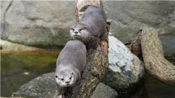 Die beiden Zwergotter im Zoo am Meer in Bremerhaven erkunden ihr Gehege.