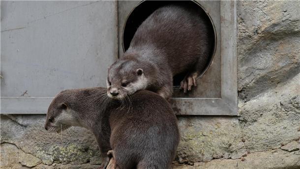 Die zwei neuen Zwergotter im Zoo am Meer in Bremerhaven.