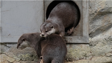 Neues Zwergotter-Paar im Zoo am Meer: Jetzt gibt es Hoffnung auf Otterbabys Die zwei neuen Zwergotter im Zoo am Meer in Bremerhaven.