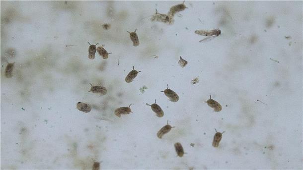 Das Oropouche-Virus wird durch verschiedene Mücken übertragen.
