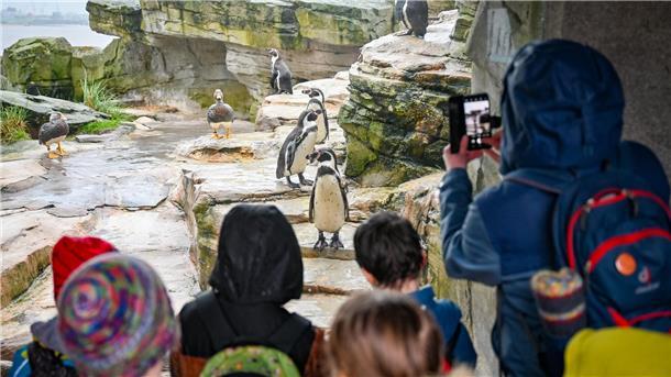 Das Pinguins-Orakel im Zoo am Meer entscheidet eindeutig: Die Fischtown Pinguins werden deutscher Eishockey-Meister.