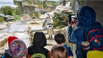 Das Pinguins-Orakel im Zoo am Meer entscheidet eindeutig: Die Fischtown Pinguins werden deutscher Eishockey-Meister.