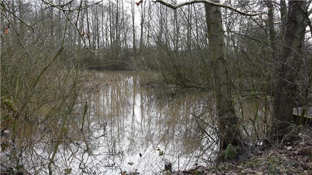 Das Regenrückhaltebecken in der Witten Masch in Selsingen ist zugewachsen. 