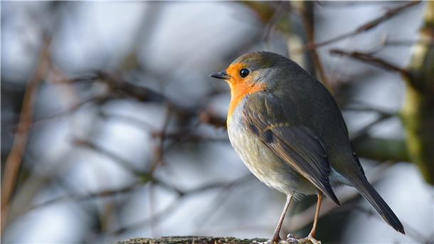 Das Rotkehlchen mit seinem auffälligen Federkleid lässt sich im Winter gut beobachten und ist gerne am Futterhaus. Foto: Patrick Pleul/dpa-Zentralbild/dpa