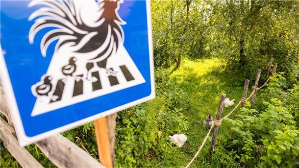 Ein Zebrastreifen für Hühner Das Schild mit der Hühnerfamilie soll die Autofahrerinnen und Autofahrer warnen.