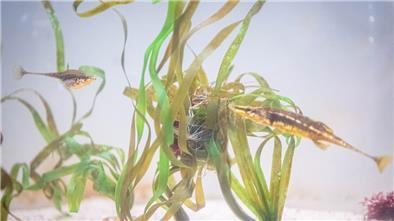 Seestichlinge mit Nest