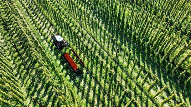 Das sich verändernde Klima stellt die Landwirte auch beim Anbau von Hopfen vor Herausforderungen.