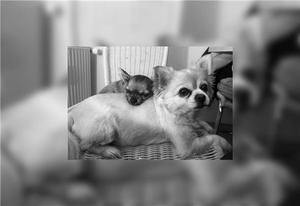 Das sind die beiden Chihuahuas Teddy und Mitch aus Nordenham. Zwischen ihnen lie...