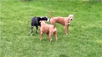Das sind die Hunde, die den Anwohnern in Loxstedt ein Dorn im Auge sind.