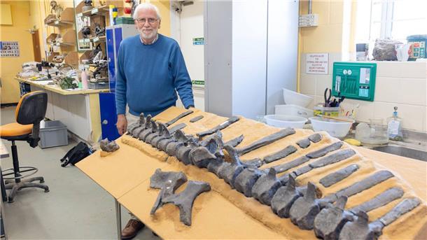 Das sind die Knochen der Wirbelsäule des neu entdeckten Dinosauriers.