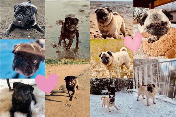 Das sind Kalli und Henry, 9 Jahre, aus Bremerhaven. Ihre Besitzerin schrieb: "Ka...