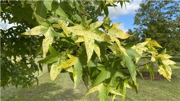 Das Sommerblatt des Amberbaums (Liquidambar styraciflua).