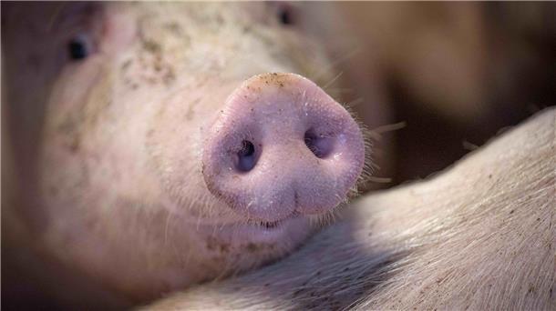 Staatliches Tierhaltungslogo für Fleisch kommt Das staatliche Tierhaltungslogo wird zunächst für Schweinefleich gelten.