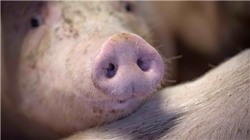 Das staatliche Tierhaltungslogo wird zunächst für Schweinefleich gelten.