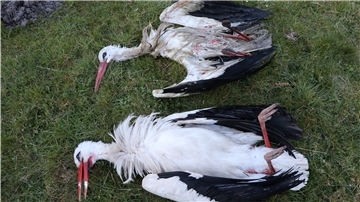 Das Storchenpaar, das am Erlenteich brütete, wurde tot aufgefunden. Die Tiere waren aus dem Nest gefallen. Äußerliche Verletzungen konnten Udo Hilfers nicht feststellen. Sind die Tiere möglicherweise an Gift gestorben?