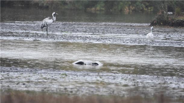 Zwei Kraniche stehen in einer Wasserfläche, im Vordergrund liegt ein toter Vogel im Wasser.