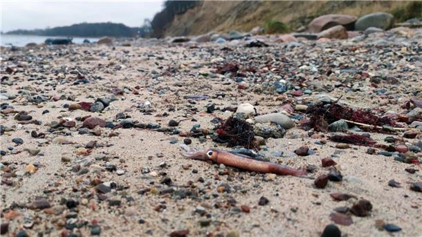Toter Kalmar am Ostseestrand entdeckt Das Tier wurde hier am Ostseestrand bei Hohwacht in Schleswig-Holstein angespült.