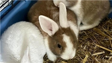 Zwergkaninchen