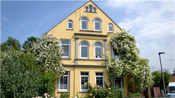 Ein gelb gestrichener Altbau an dem mehrere Wildrosen hochranken