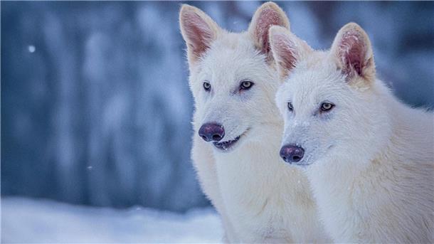 Labor-Kreatur: Grauwolf mit ein paar Schattenwolf-Genen Das undatierte Foto zeigt die beiden Rüden Romulus und Remus im Alter von drei Monaten.