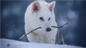 Das undatierte Foto zeigt einen jungen Wolf, der genetisch so verändert wurde, dass er Ähnlichkeiten mit dem ausgestorbenen Schattenwolf aufweist.