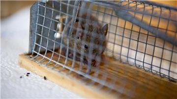 Das Veterinäramt des Landkreises Cuxhaven hat in diesem Jahr Mäuse in Geschäften festgestellt.