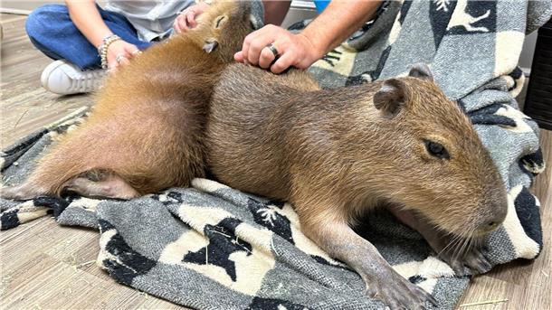 Das Wasserschwein lässt sich kraulen.