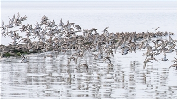 Sandregenpfeifer, Alpenstrandläufer und andere Zugvögel fliegen über das Wattenmeer der Nordseebucht Jadebusen. 