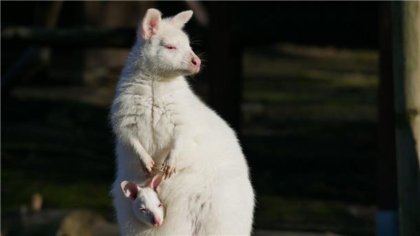 Weißes Känguru im Zoo Hoyerswerda geboren Das weiße Bennett-Känguru mit seiner Mutter namens Flöckchen, ebenfalls ein Albino.