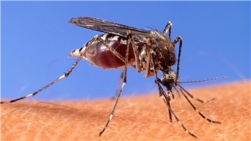 Das West-Nil-Virus kann durch Mückenstiche übertragen werden.